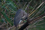 Martinet de nit (Nycticorax nycticorax)