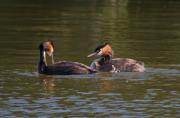 Cabussó emplomallat (Podiceps cristatus)