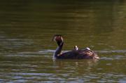 Cabussó emplomallat (Podiceps cristatus)