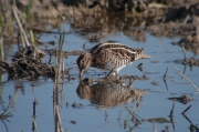 Becadell comú (Gallinago gallinago)