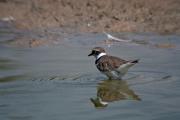 Corriol petit (Charadrius dubius)
