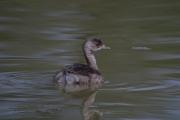 Cabusset (Tachybaptus ruficollis)