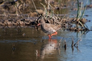 Gamba roja vulgar (Tringa totanus)