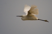 Martinet blanc (Egretta garzetta)