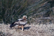 Aguila Calçada (Hieraetus pennatus)