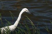 Martinet blanc (Egretta garzetta)