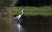 Agro Blanc (Egretta alba)