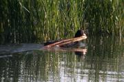 Fotja (Fulica atra)