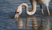 Flamenc (Phoenicopterus ruber)