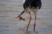 Cigonya blanca (Ciconia ciconia)