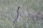 Agró roig (Ardea purpurea).