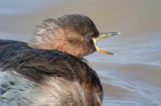 Cabusset (Tachybaptus ruficollis)