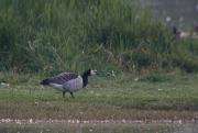 Oca de galta blanca (Branta leucopsis)