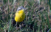 Cuereta torrentera (Motacilla cinerea)