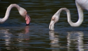 Flamenc (Phoenicopterus ruber)