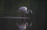 Flamenc (Phoenicopterus roseus)