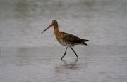 Tetol cuanegra (Limosa limosa)