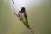 Oreneta vulgar (Hirundo rustica)