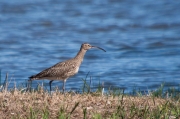 Becut (Numenius arquatus)