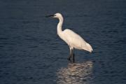 Martinet blanc ( Egretta garzetta)