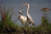 Bernat pescaire - Bec planer (Ardea cinerea) (Platalea leucorodia)