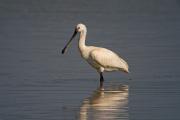 Bec planer (Platalea leucorodia)