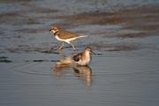 Xivitona (Actitis hypoleucos) i Corriol petit (Charadrius dubius)