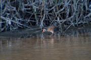 Rascló ( Rallus aquaticus ) 2 de 3