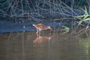 Rascló ( Rallus aquaticus ) 3 de 3