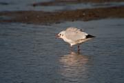 Gavina vulgar (Larus ridibundus) 2de2