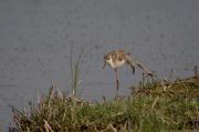 Cames llargues (Himantopus himantopus)