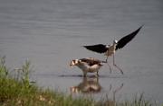 Cames llargues (Himantopus himantopus) 1de7