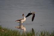 Cames llargues (Himantopus himantopus) 2de7