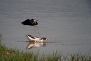 Cames llargues (Himantopus himantopus) 3de7