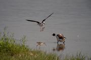 Cames llargues (Himantopus himantopus) 4de7