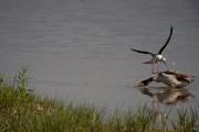 Cames llargues (Himantopus himantopus) 6de7