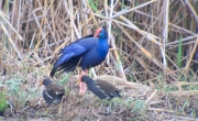 Polla blava (Porphyrio porphyrio)