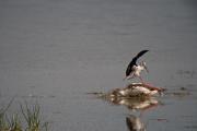 Cames llargues (Himantopus himantopus) 7de7