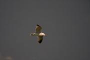 Gavina corsa (Larus audouinii)