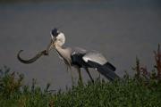 Bernat pescaire (Ardea cinerea)  1de2