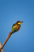 Abellerol (Merops apiaster)