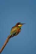 Abellerol (Merops apiaster)