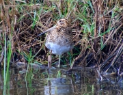 Becadell comú (Gallinago gallinago)