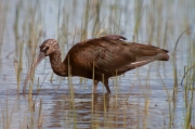 Capó reial. (Plegadis falcinellus)