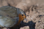 Pit roig (Erithacus rubecola)