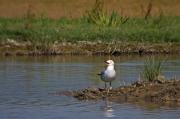 Gavina corsa (Larus audouinii)