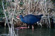 Polla blava (Porphyrio porphyrio)