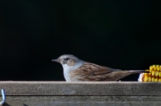 Pardal de bardissa (Prunella modularis)