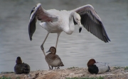 Flamenc (Phoenicopterus ruber)