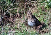 Becadell comú (Gallinago gallinago)